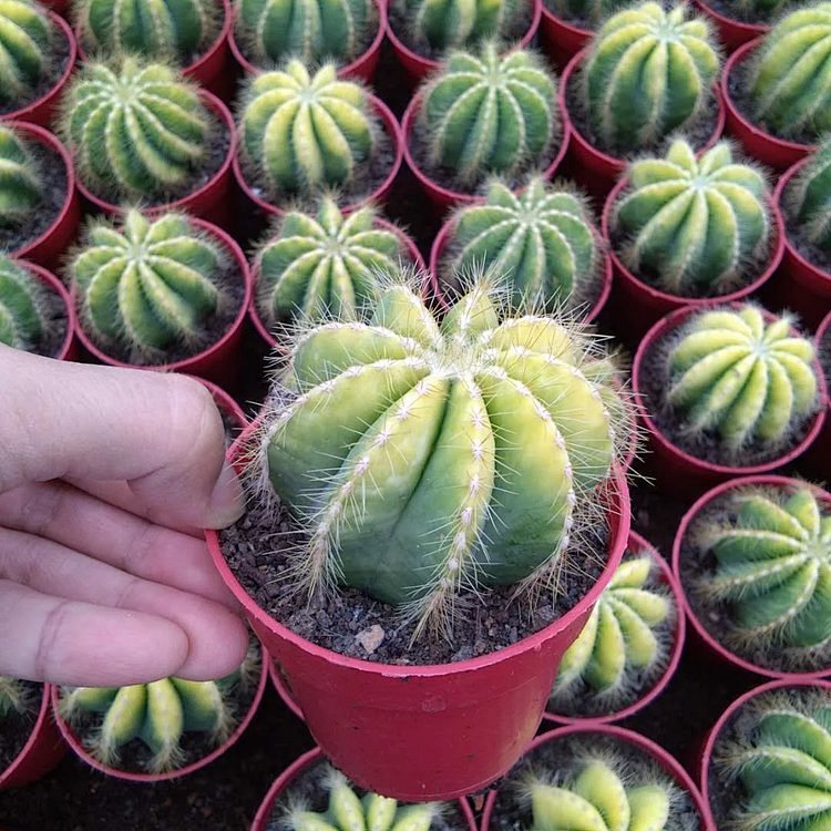 仙人球玻璃球种植简易吸甲醛防价格质量 哪个牌子比较