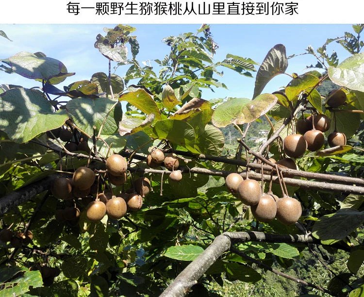 【预售】陕西秦岭天然富硒野生猕猴桃4斤装装(买一件送一件)