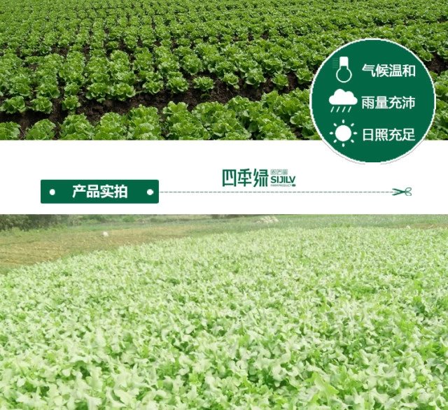 甜麦500g