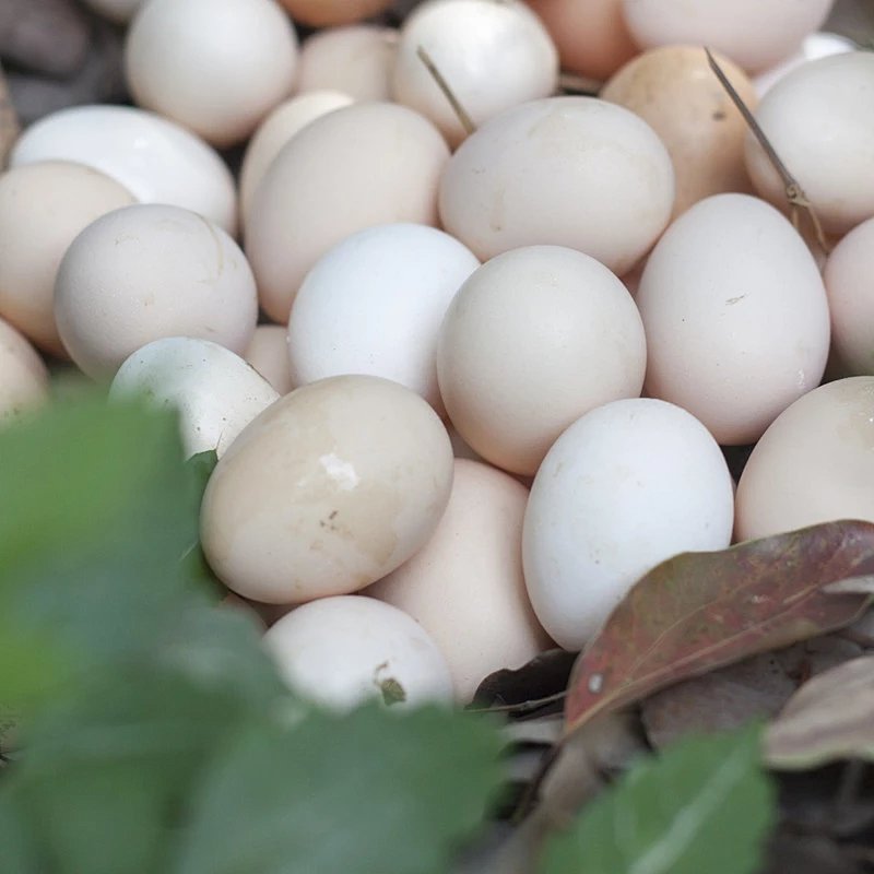 梦见鸡蛋破了,寓意与解析 梦见鸡蛋破了,寓意与解析