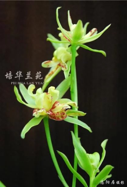 建兰 八大名品之一 五岳麒麟 70/苗