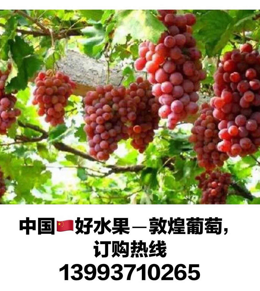 敦煌独特地域特色缔造最美中国――敦煌葡萄!grape 葡萄 【全国包邮】