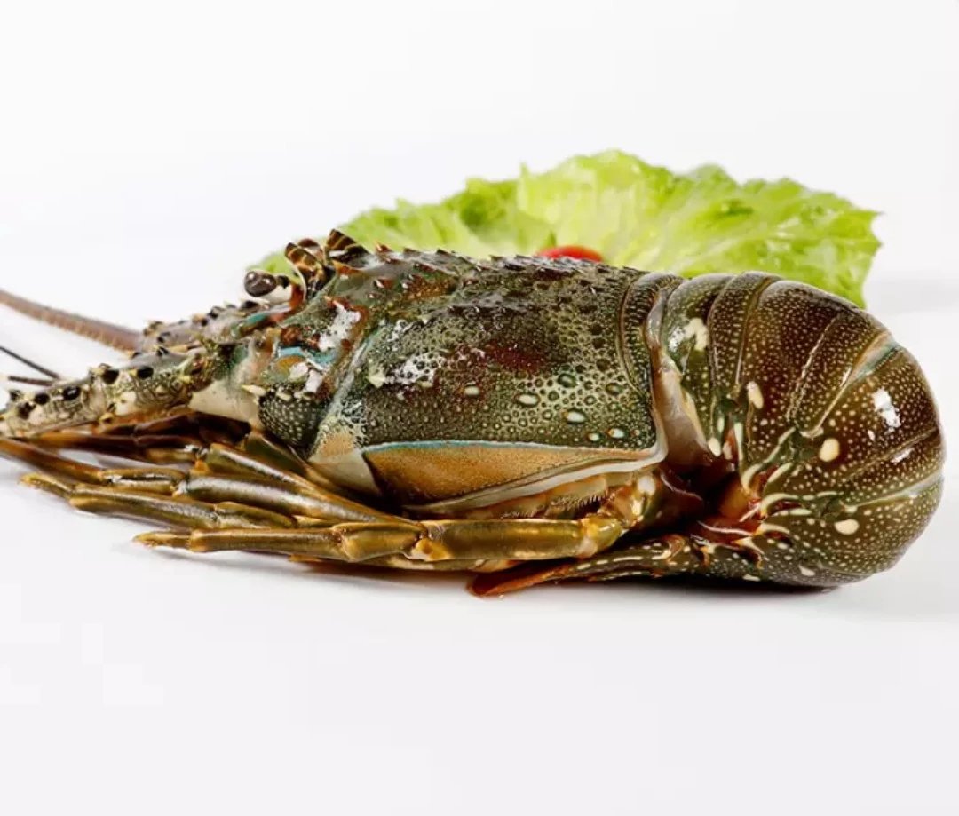 冷冻 小青龙 海鲜水产 400g/只(±50g)158一斤