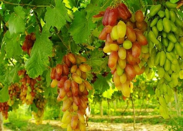 敦煌独特地域特色缔造最美――敦煌葡萄!grape 葡萄 【】