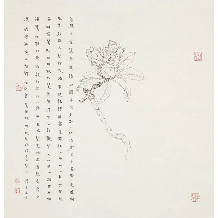 崔修闻国画花鸟高山杜鹃写生系列工笔白描花卉抄录佛经禅画文人画