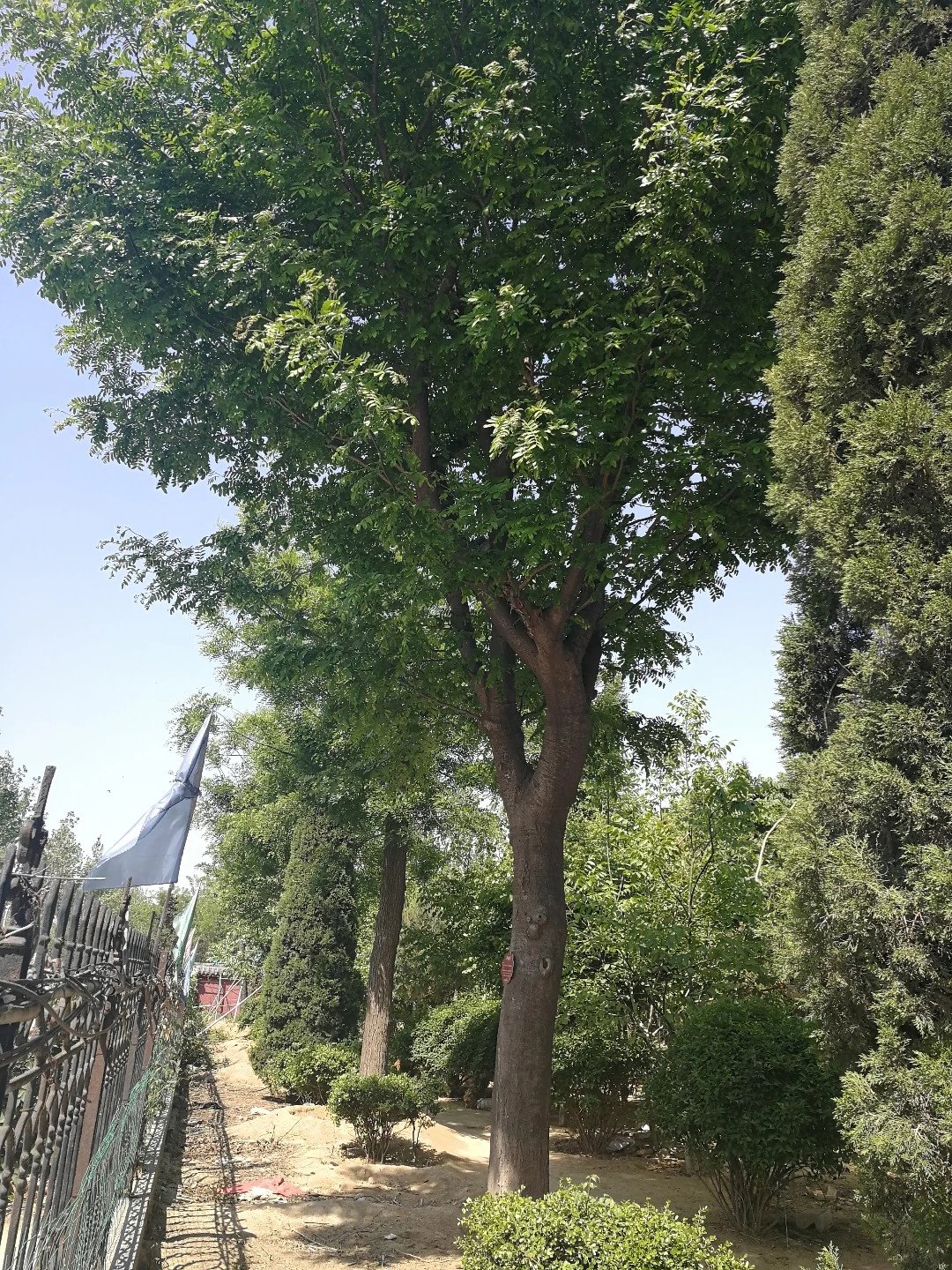皂角,又名皂角树,是我国特有的苏木科皂荚属树种之一,生长旺盛,雌雄异