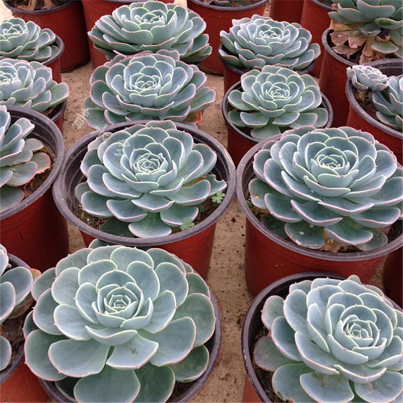 多肉植物 景天科 玉蝶 宝石花 echeveria secunda var