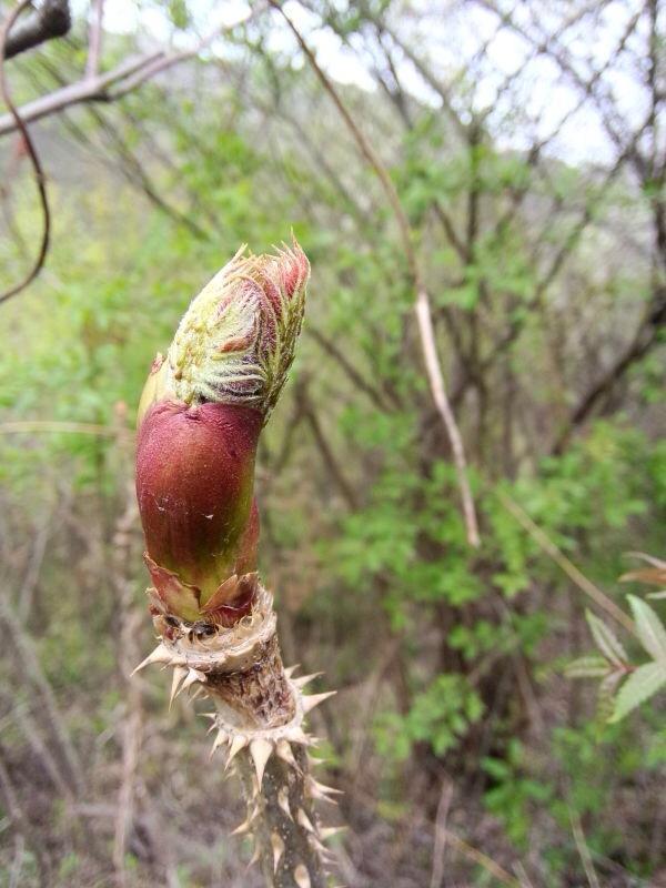 甘肃陇南南河乡山野菜(乌龙头)