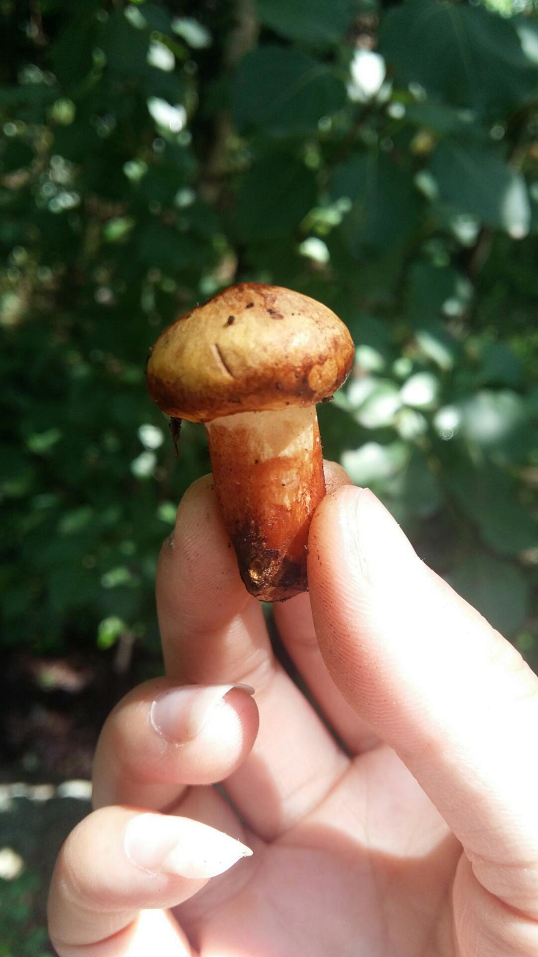 纯天然野生菌菇 人工采摘 晾晒