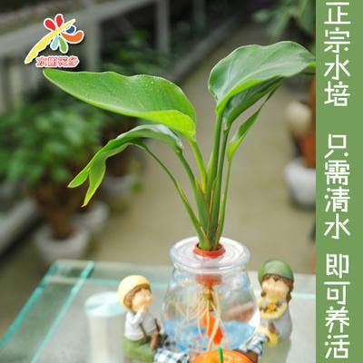 水培植物 水培鹤望兰(极乐鸟,天堂鸟),办公室盆栽,净化空气,**