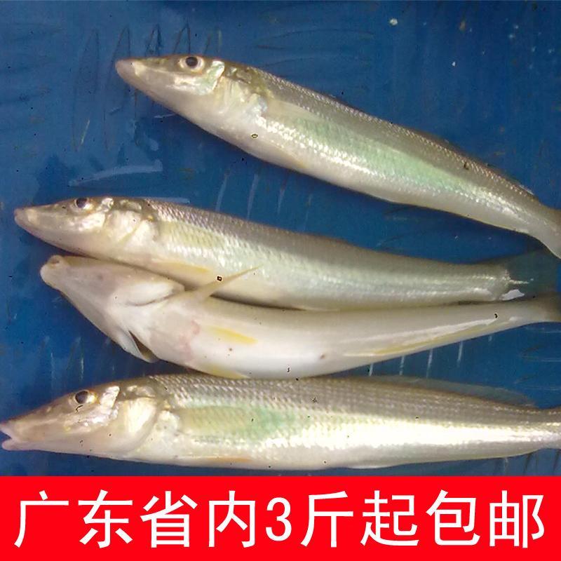 阳江特产新鲜海鱼当天捕捞海鲜鲜活散装野生沙尖鱼沙丁鱼沙钻海产品