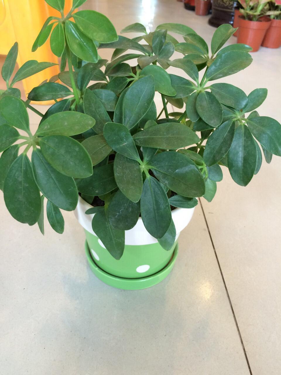 七叶莲