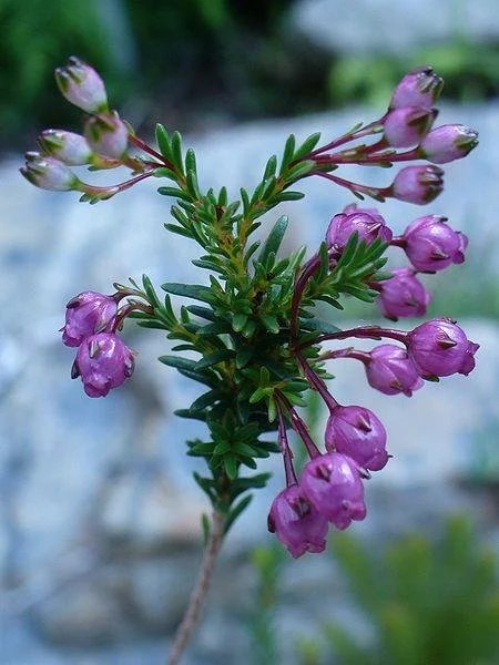 【预定】挪威代购国花本土100%纯天然欧石楠蜂蜜 排毒养颜