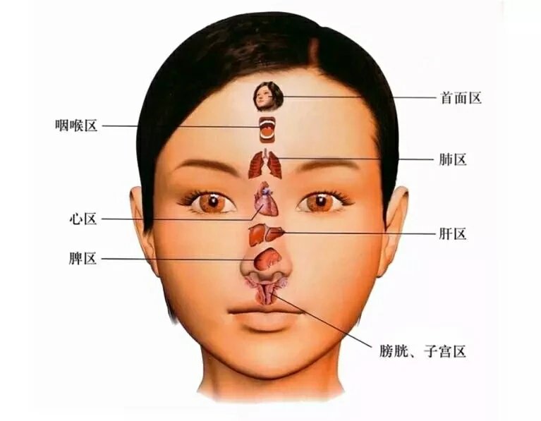 面部反射区高清图1   面部反射区高清图2