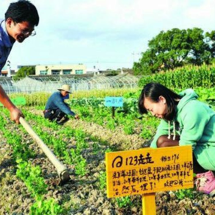 阿垦有机亲子菜园: 每块菜地面积为10平方(根据家庭人数可选择订一块