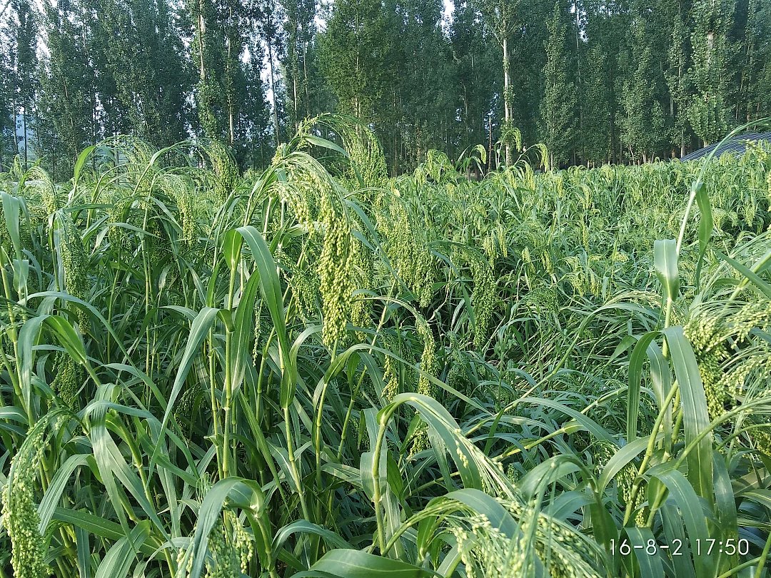 合作生产|粘大黄米 750g