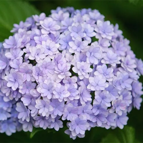 海蒂的花园花手鞠大花绣球庭院阳台可调色花卉植物15cm盆栽