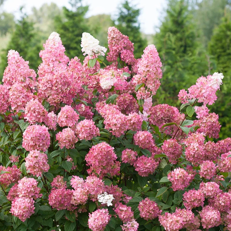 海蒂的花园夏日美人圆锥绣球木本植物大花庭院露台花卉盆栽花苗