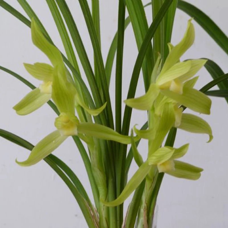 春剑黄花素心西蜀道光徐家芽黄兰花兰草盆栽绿植花卉盆景包邮