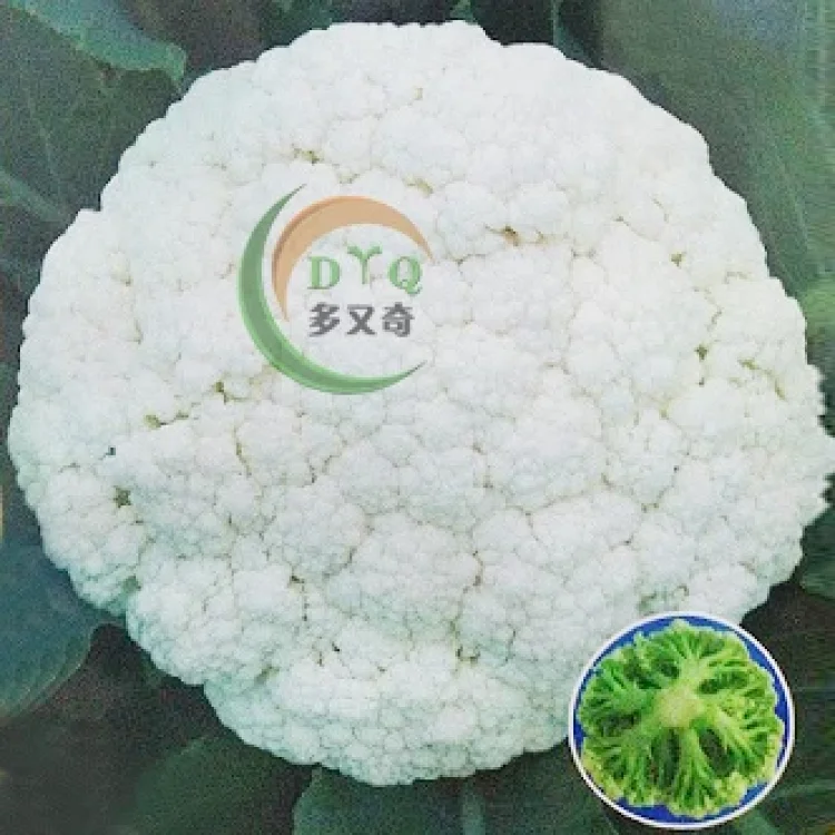 奇松65松花菜种子 青梗松花菜种子花椰菜种子春秋蔬菜种子 奇松65松花菜种子 青梗松花菜种子花椰菜种子春秋蔬菜种子