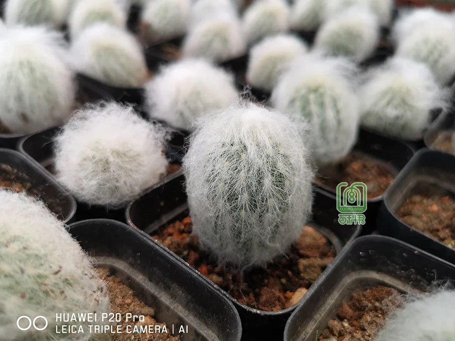 幻乐 又名 白宫殿 稀有仙人掌科老乐柱属多肉植物 抗辐射净化空气小型个性可爱多肉植物