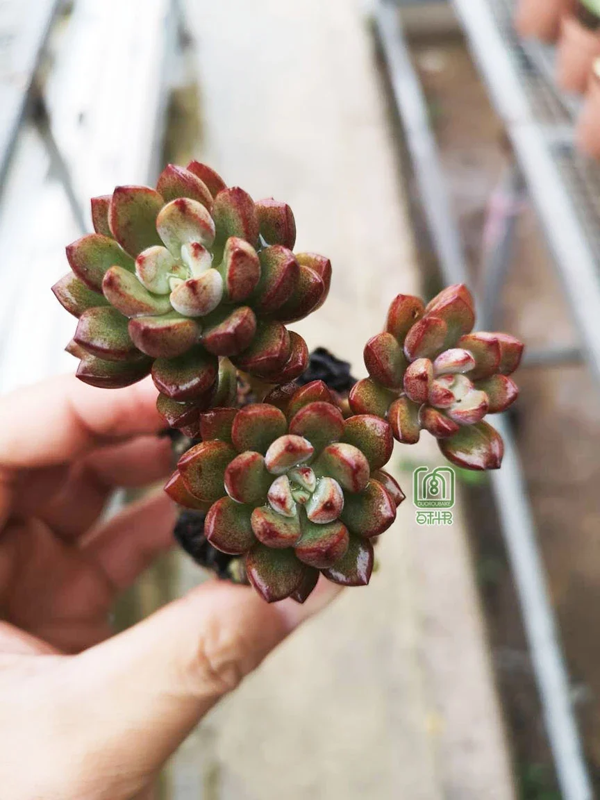 多肉植物 紫梦 木质化小老桩群生约6 7cm