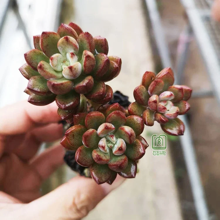 多肉植物 紫梦 木质化小老桩群生约6 7cm 多肉植物 紫梦 木质化小老桩群生约6 7cm