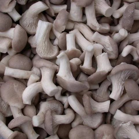 三亚扶贫蔬菜姬菇9.50/斤全场满100元免费送货上门 只发三亚市