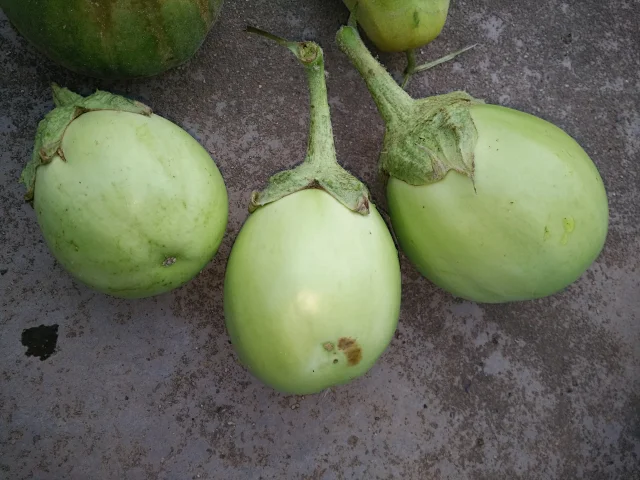 原生土茄子籽5种妈妈种的青茄红茄白茄紫茄子圆茄长茄子多种拍