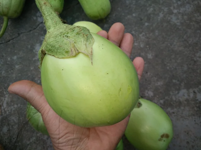 原生土茄子籽5种妈妈种的青茄红茄白茄紫茄子圆茄长茄子多种拍