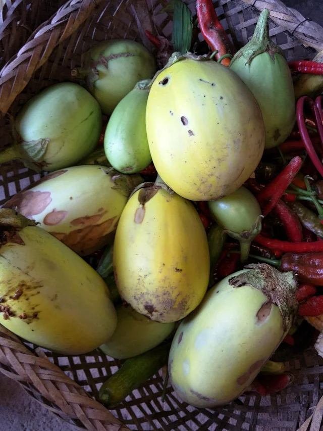 原生土茄子籽5种妈妈种的青茄红茄白茄紫茄子圆茄长茄子多种拍