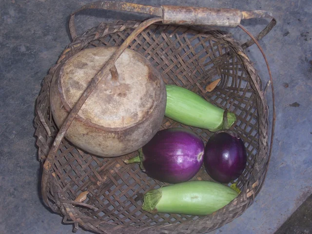 原生土茄子籽5种妈妈种的青茄红茄白茄紫茄子圆茄长茄子多种拍