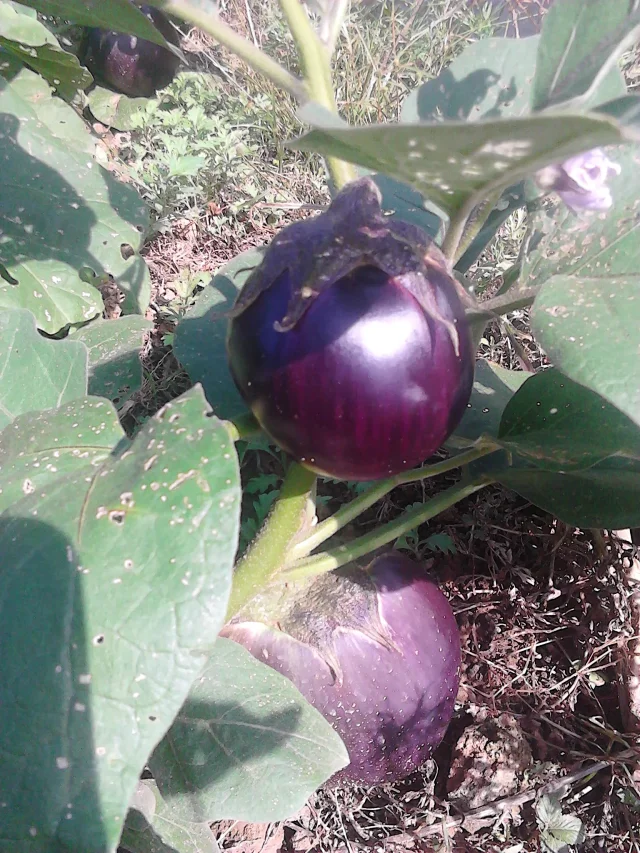 原生土茄子籽5种妈妈种的青茄红茄白茄紫茄子圆茄长茄子多种拍