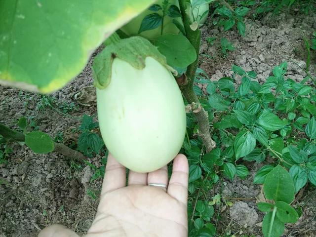 原生土茄子籽5种妈妈种的青茄红茄白茄紫茄子圆茄长茄子多种拍