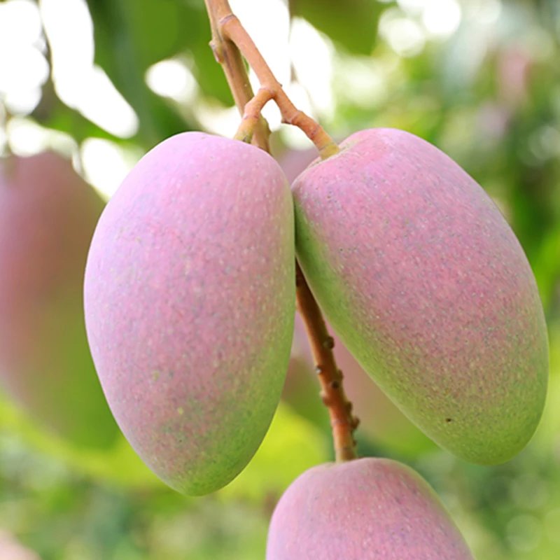 【花城uu】现有芒果品种:爱文 金煌 红贵妃 小贵妃 椰香 新世纪 凯特