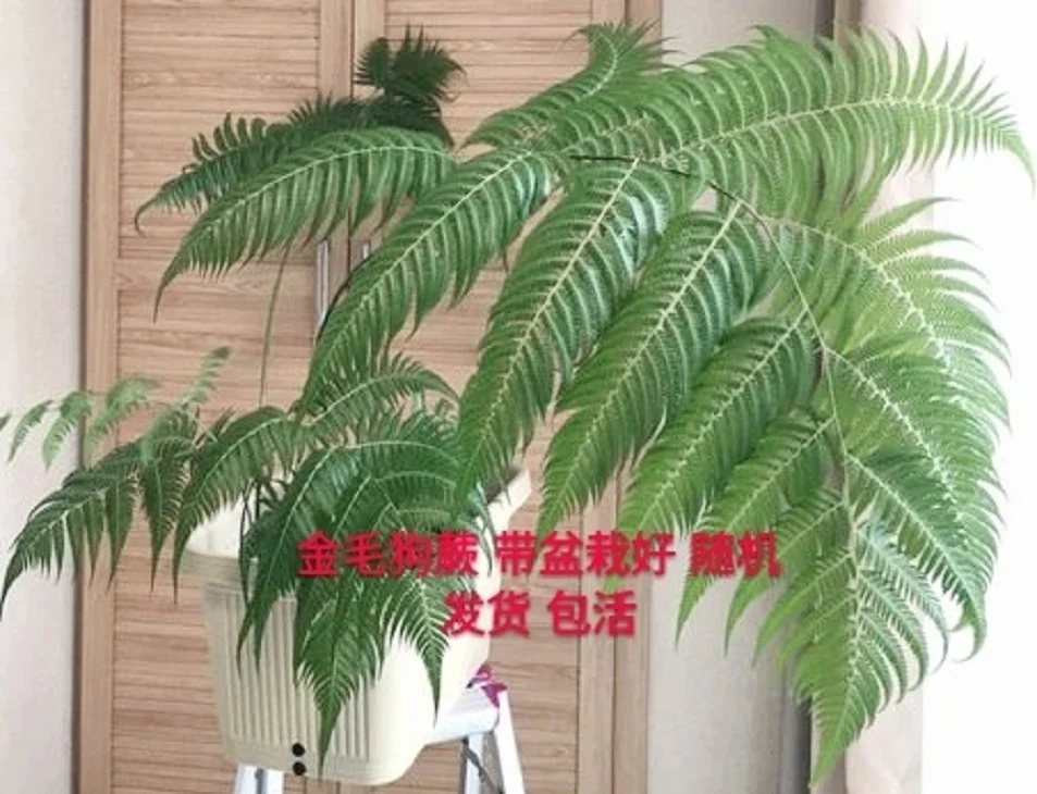 金毛狗蕨类庭院阳台室内大型蕨类植物稀有狗脊桩名贵绿植盆栽盆景