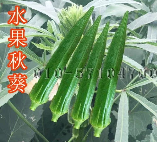水果秋葵种子 细长嫩绿色羊角豆种子适合鲜食泰国进口黄秋葵种