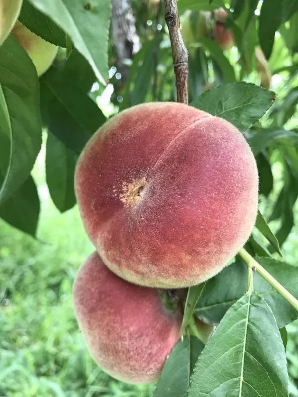 特惠红蟠桃:原价128元/5斤装,特惠期间只需99元/5斤装,还广东省内包邮