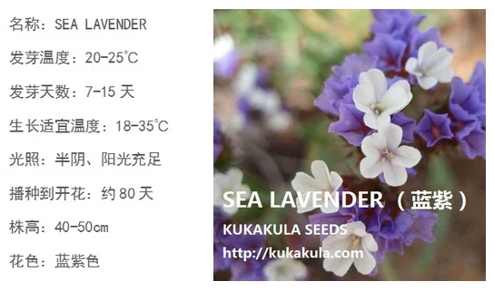 花卉种子-SEA LAVENDER-混色