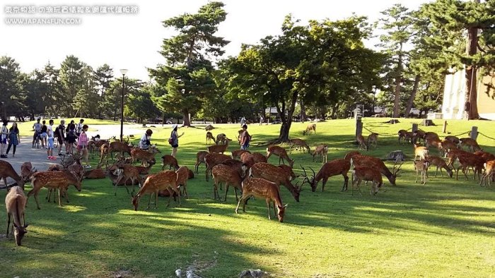 吃乌冬都要分男女 奈良小鹿 丘比特 面鬪庵 腐皮包乌冬