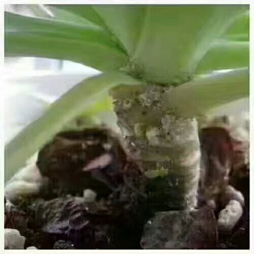 多肉植物病虫害如何用药 多肉植物病虫害如何用药