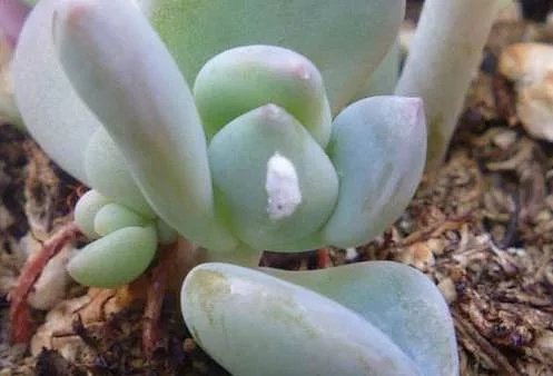 家里养的花长小白点了千万要注意 原来这些是寄生虫 家里养的花长小白点了千万要注意 原来这些是寄生虫