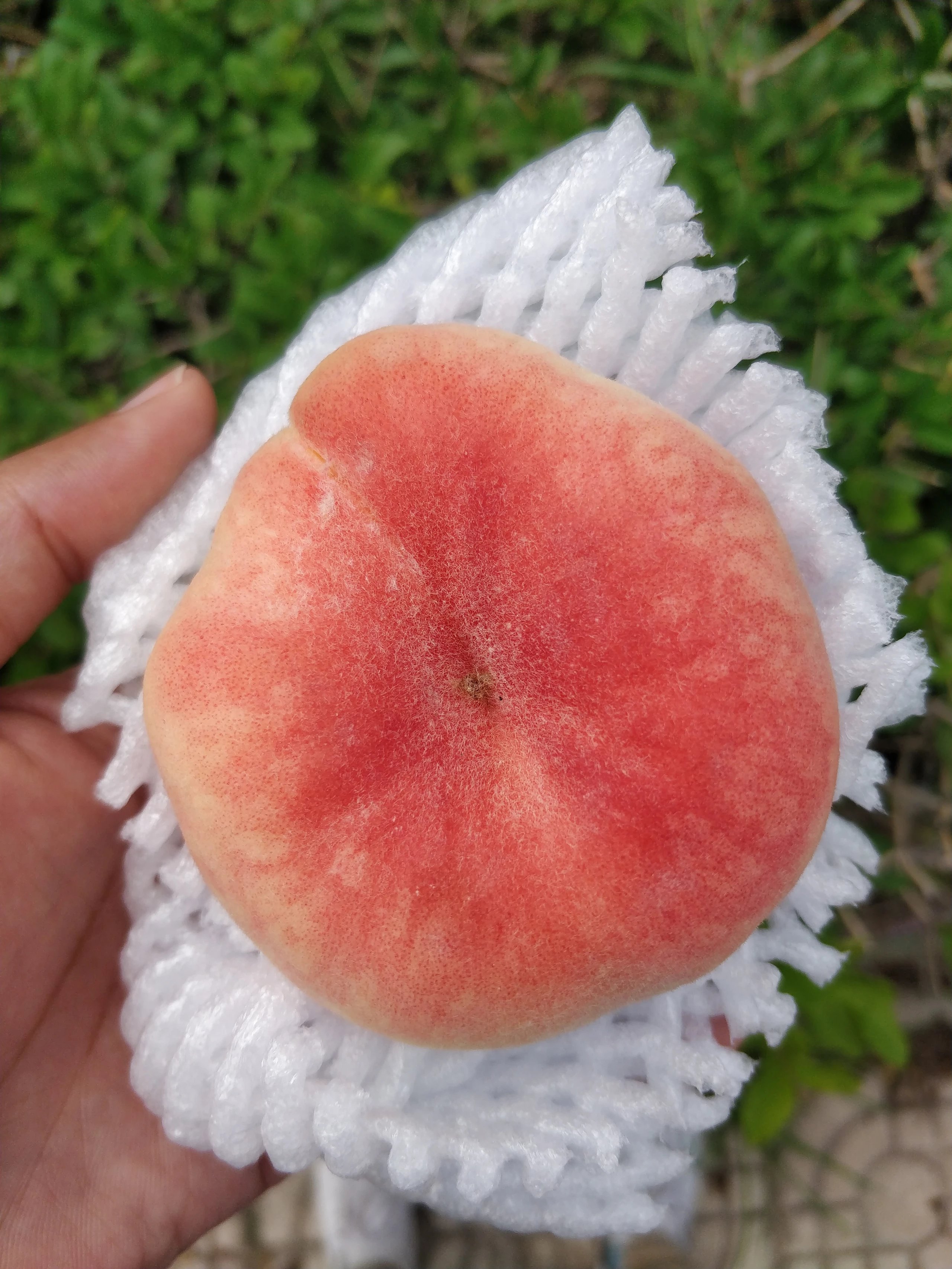 【高复购爆款】平谷蟠桃 早露品种 4斤装