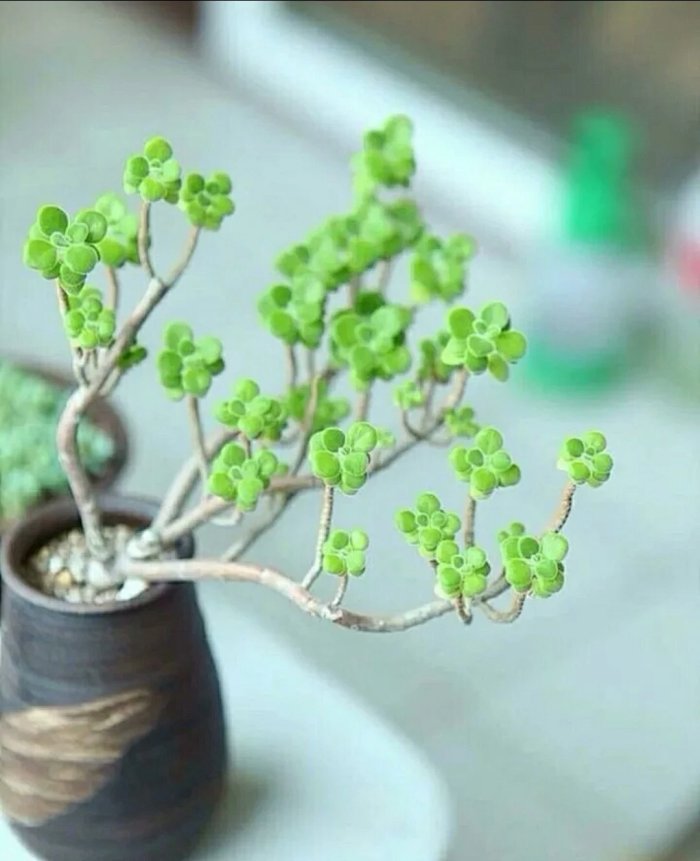 碰碰香是多肉植物却也不输香草 没事还可以摘片叶子泡泡茶