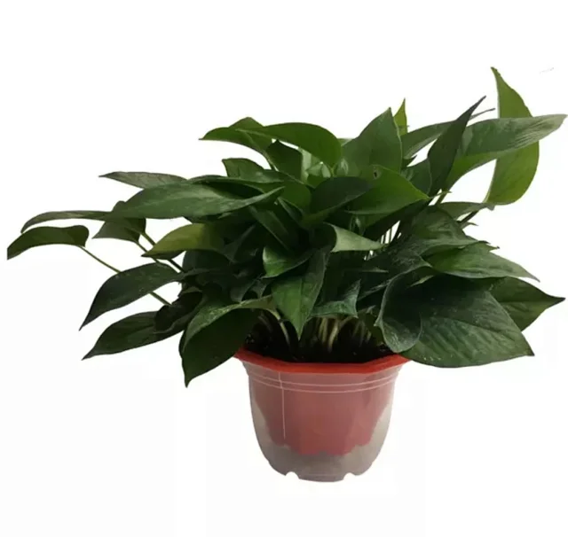 双层绿植塑料自动红色吸水盆栽室内新款八角大花盆绿萝花盆桌面