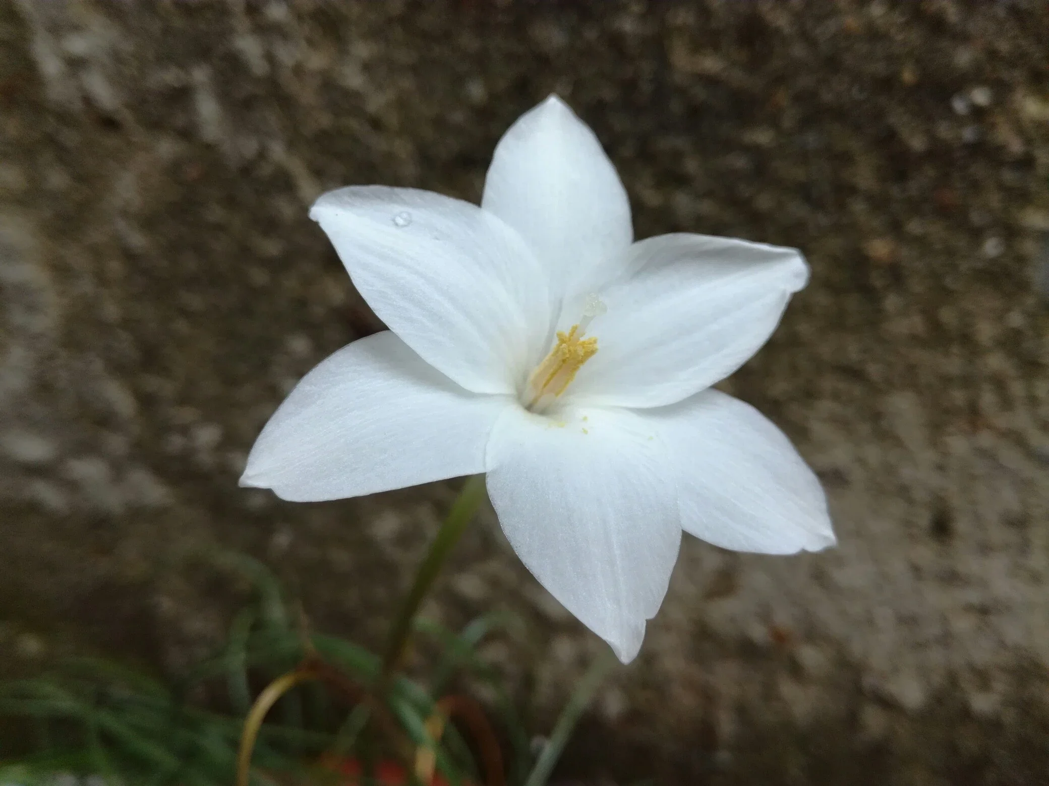 风雨兰 白香风 夜香型盆栽小型球根cooperia Traubii