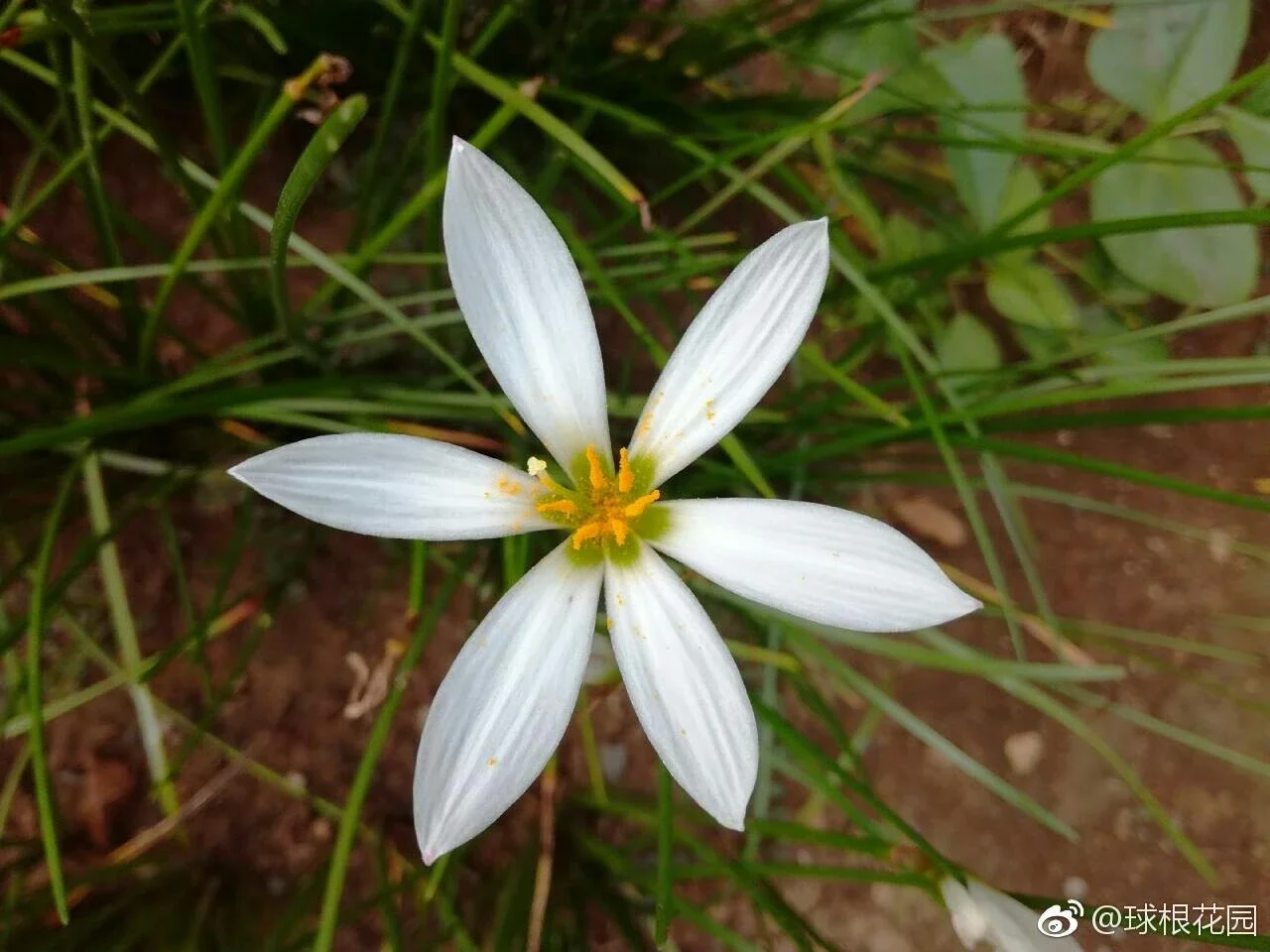 风雨兰 白花葱 葱兰盆栽地植庭院绿化带耐寒易种植小型球根zephyranthes Candida