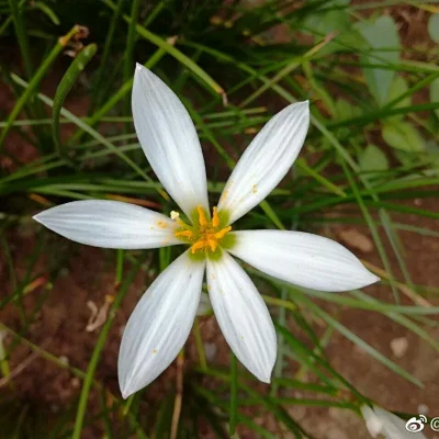 球根花园 球根花园