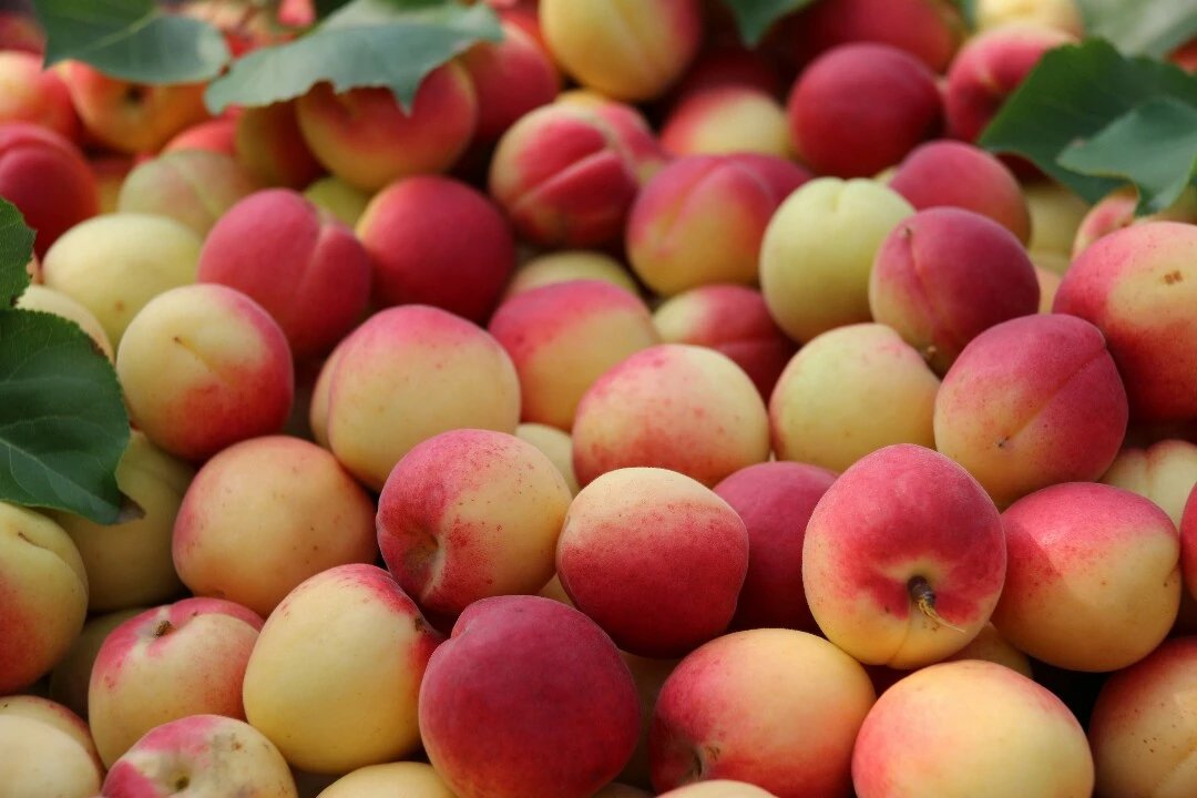 【杏好有你 万荣胭脂杏】胭脂杏5斤装 甜杏 白里透红 美艳诱人鲜杏子