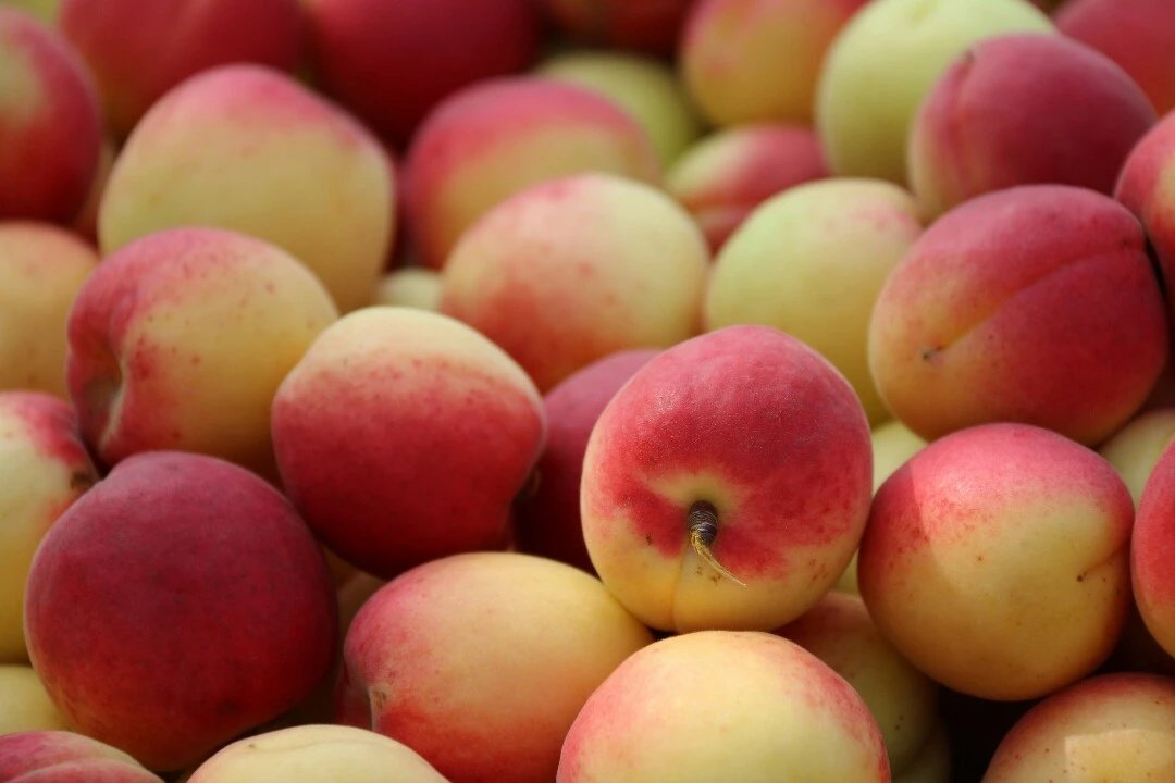 【杏好有你 万荣胭脂杏】胭脂杏5斤装 甜杏 白里透红 美艳诱人鲜杏子